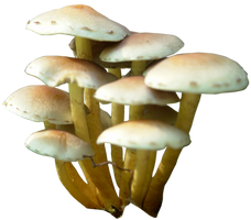 mushroom 11 png