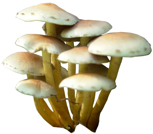 mushroom 11 png