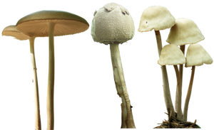 mushroom 12 13 14 png