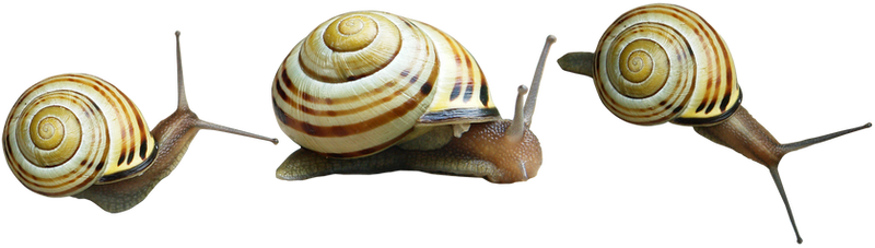 snails png