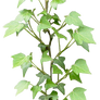 Ivy png