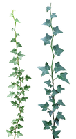 Ivy 03 png