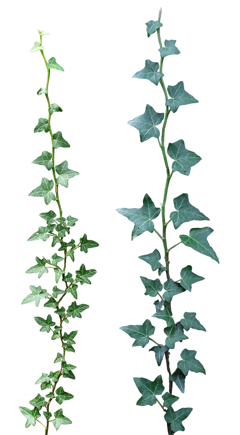 Ivy 03 png by gd08