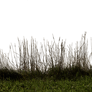 Grass 01 png