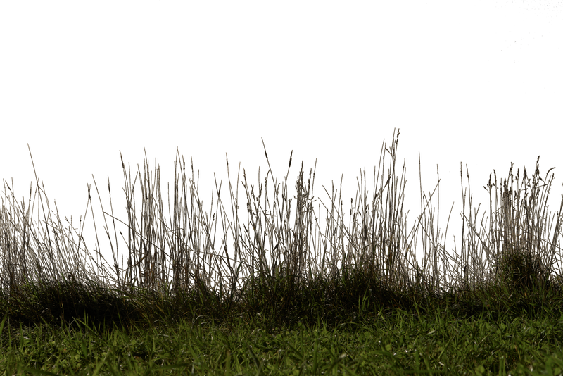 Grass 01 png by gd08