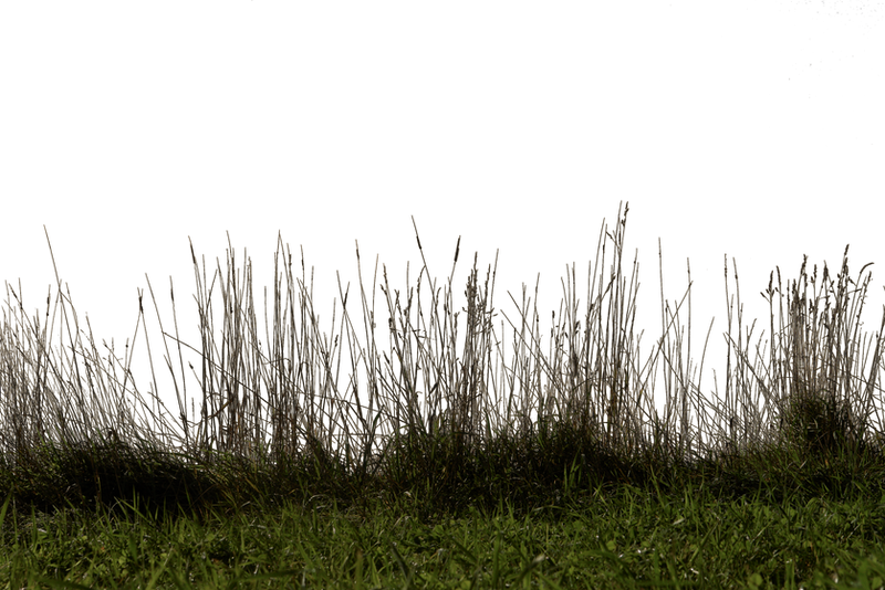 Grass 01 png
