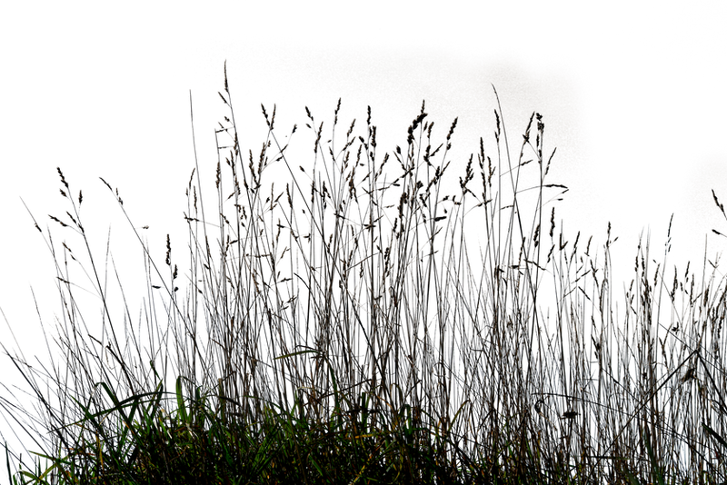 Grass 03 png by gd08