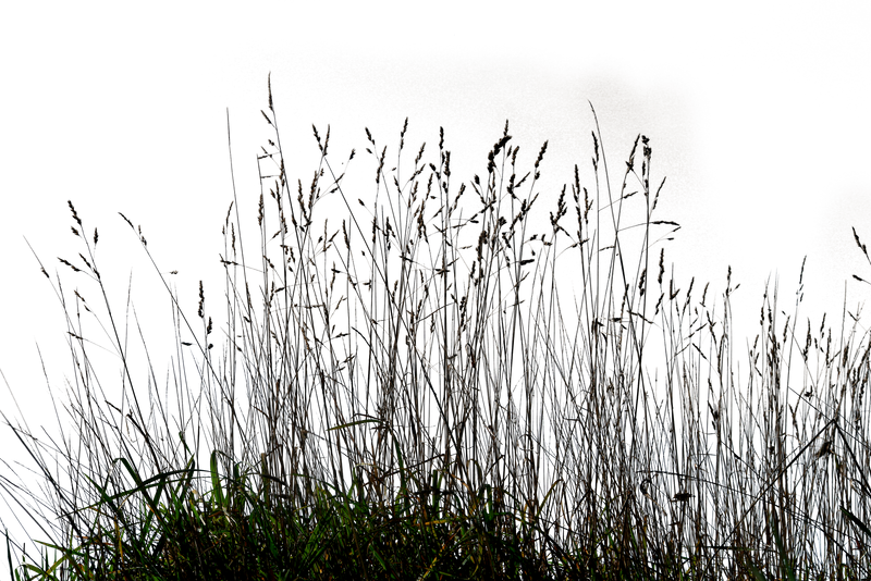 Grass 03 png