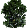 Tree 48 png