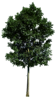 tree 9 png by gd08 on DeviantArt