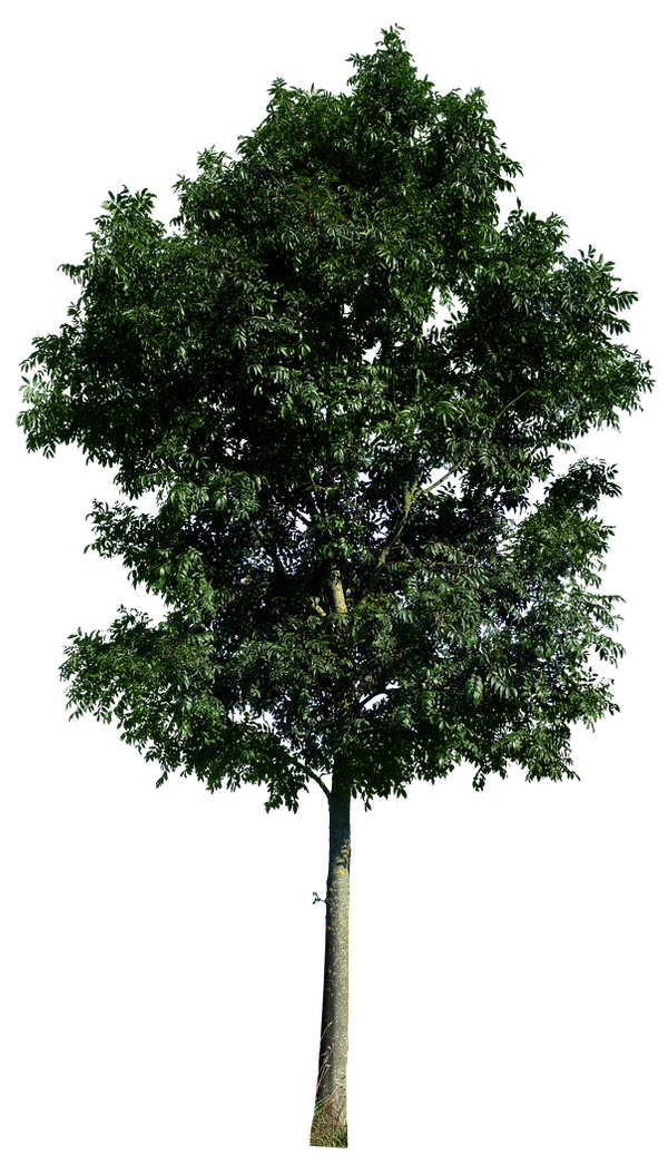 Tree 48 png by gd08