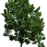 Tree corner 49 png