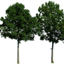 Tree 49 png