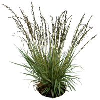 Grass 02 png