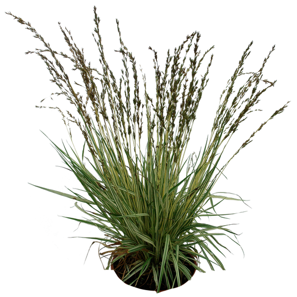 Grass 02 png