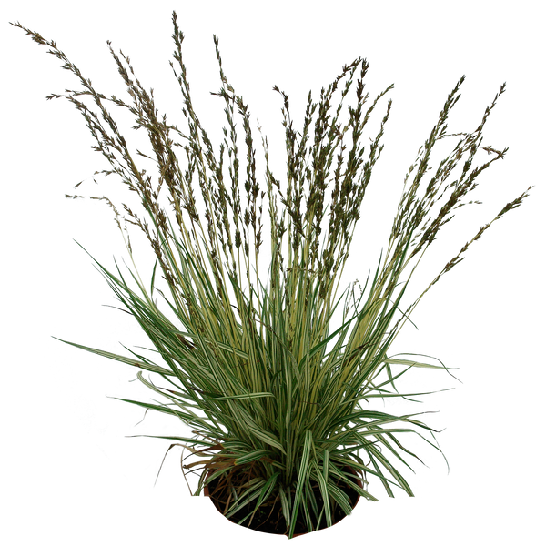 Grass 02 png