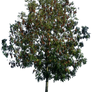 Tree 50 png