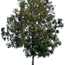 Tree 50 png