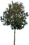 Tree 50 png