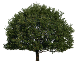 Tree 51 png