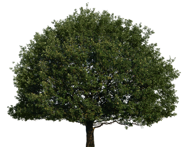 Tree 51 png