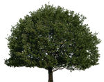 Tree 51 png