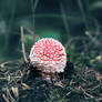 Mushroom 5