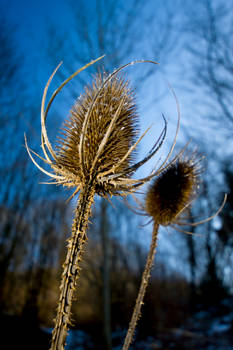 Thistle 02