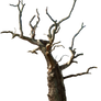 Dead tree 02 png