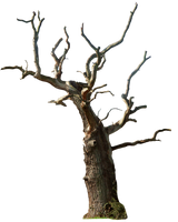 Dead tree 02 png