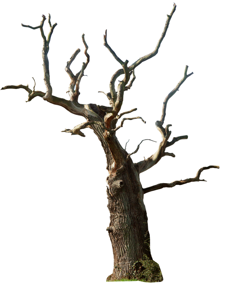 Dead tree 02 png