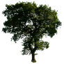 Tree 52 png
