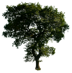 Tree 52 png