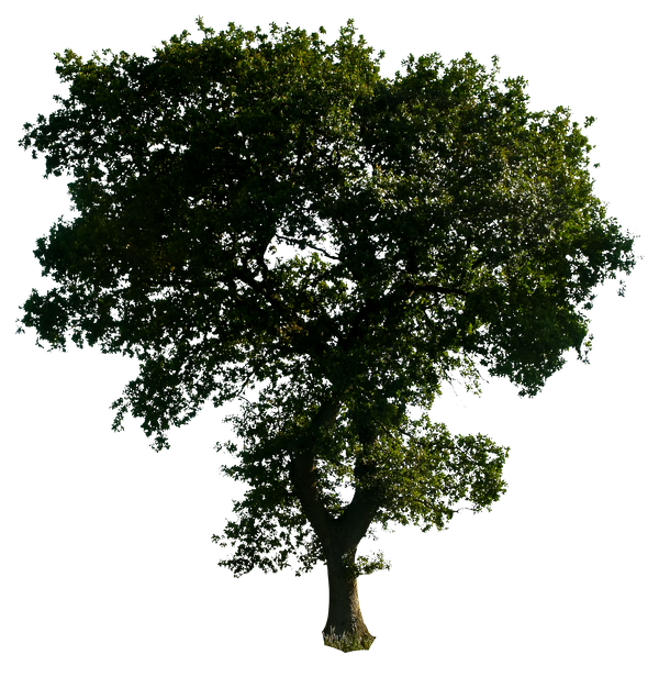 Retangular Tree Png Tree 52 png by gd08 on DeviantArt