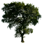 Tree 52 png