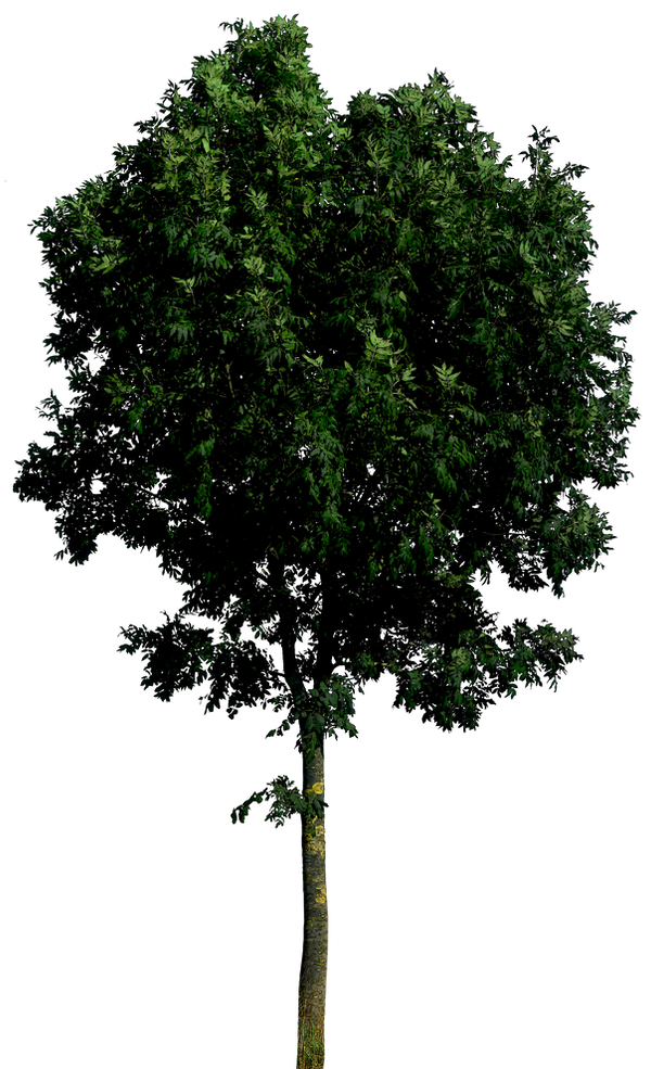 Tree 55 png HQ by gd08