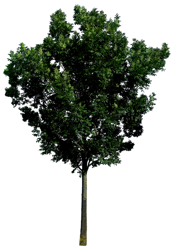 Tree 56 png HQ by gd08
