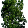 Tree 57 png HQ