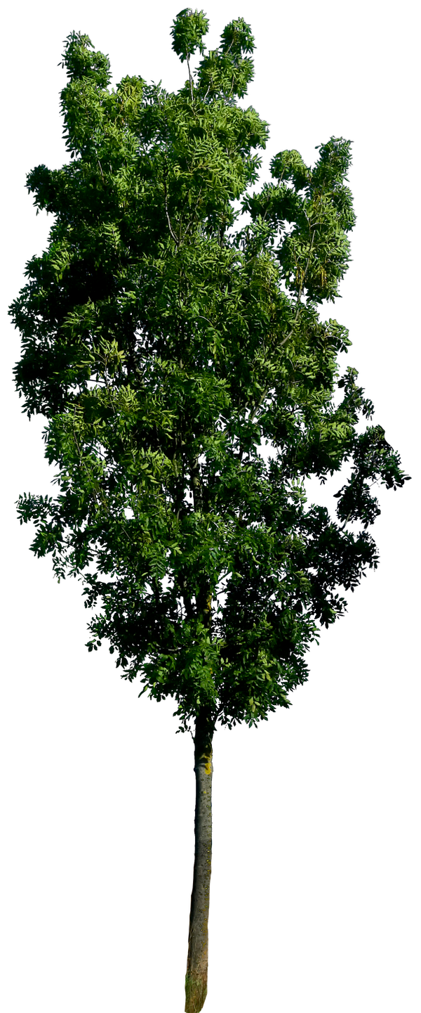 Retangular Tree Png Tree 57 png HQ by gd08 on DeviantArt
