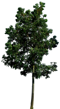 Tree 58 png HQ