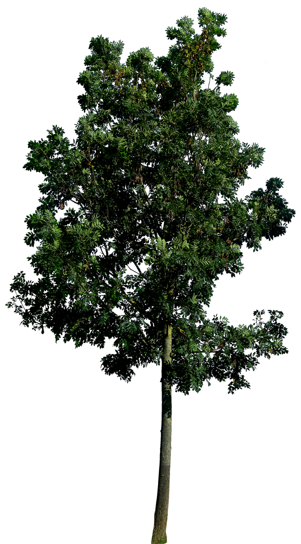 Tree 58 png HQ by gd08