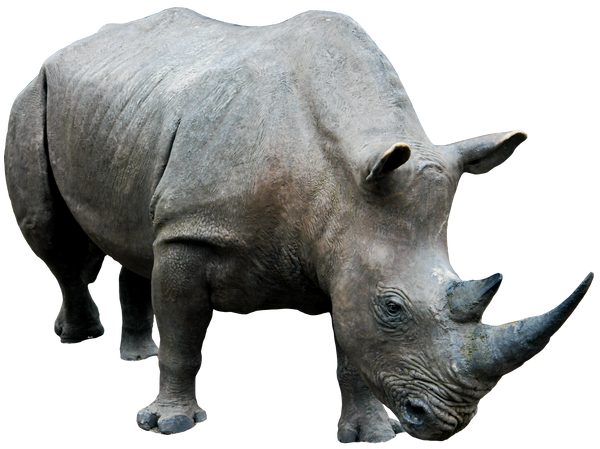 Rhino 03 png HQ