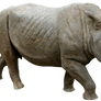Rhino 04 png HQ