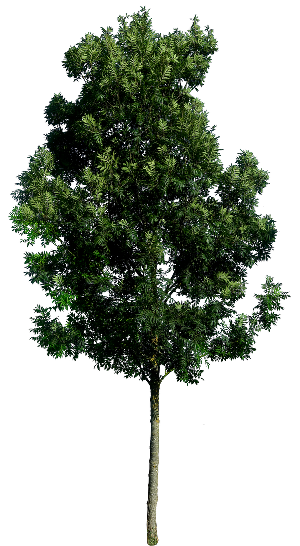 Tree 59 png HQ by gd08 on DeviantArt