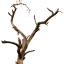 Dead tree 04 HQ
