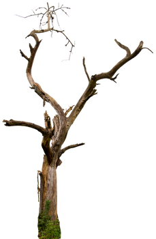 Dead tree 04 HQ