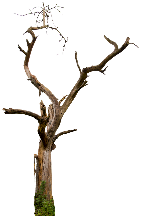 Dead tree 04 HQ by gd08