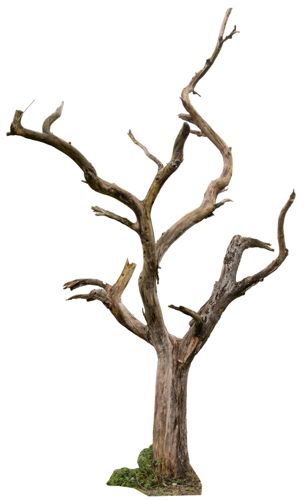 Dead Tree 04