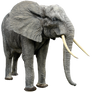Elephant By Gd08