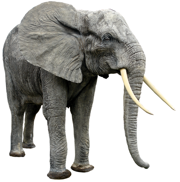 Elephant By Gd08 by gd08